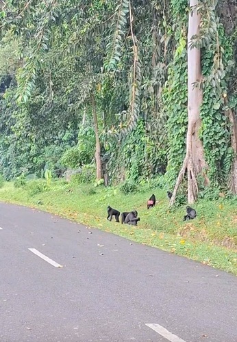 Macaca nigra