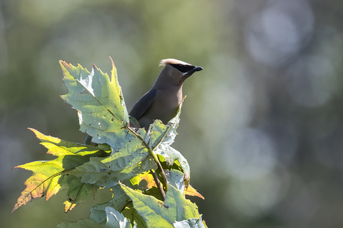 Cedar Waxwing