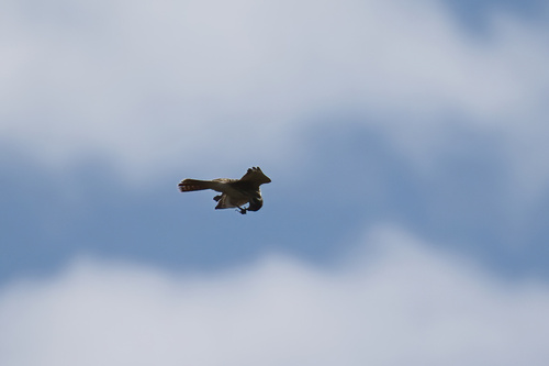 American Kestrel