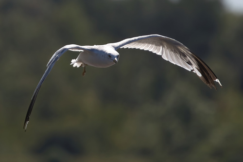 Ring-billed Gull