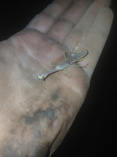 Sonoran Tiger Mantis