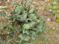 Colchicum circinatum