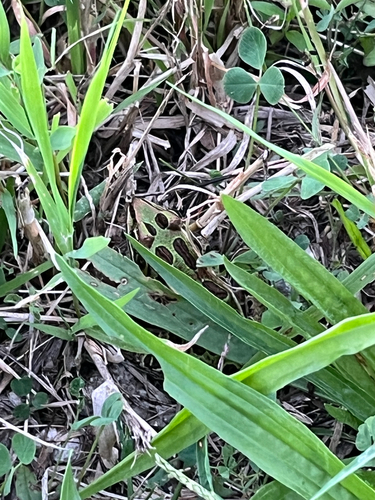 Northern Leopard Frog