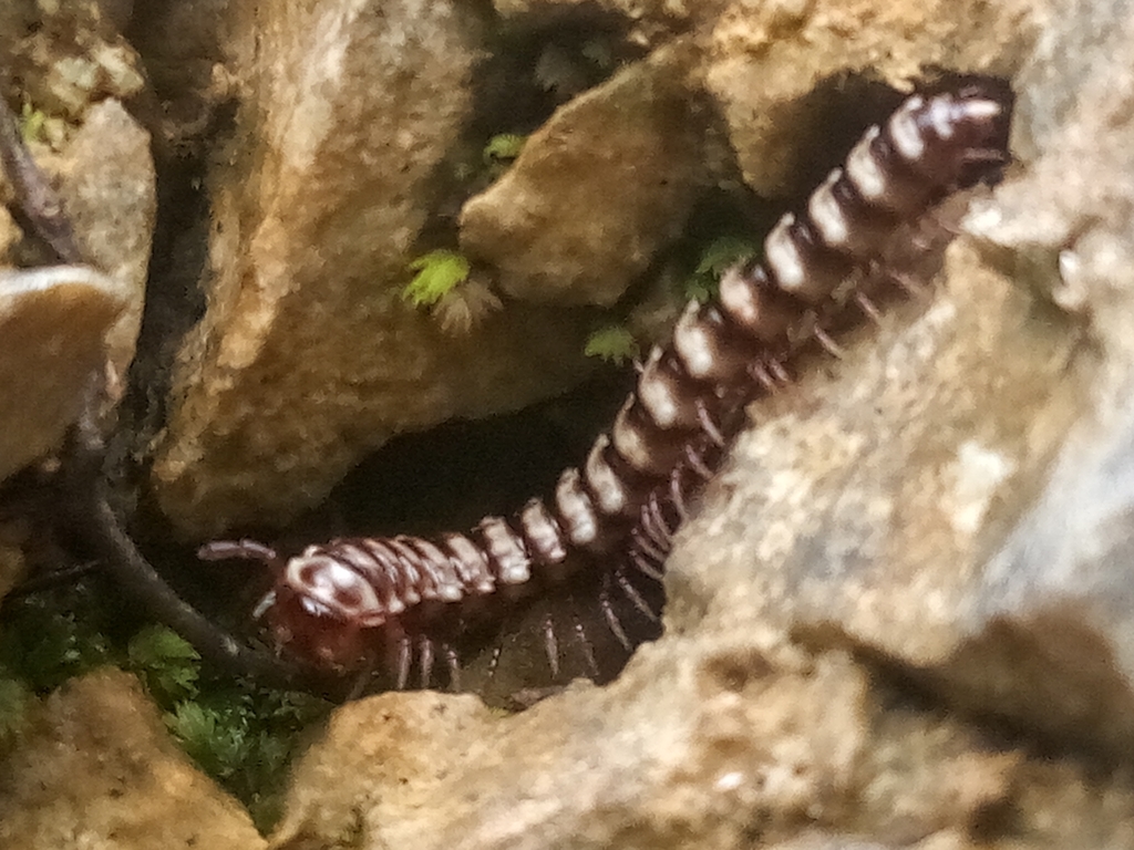 Beatadesmus pedernales