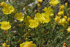 Oenothera serrulata