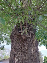 Fraxinus uhdei