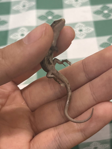 iNaturalist observation photo of Western Alligator Lizards