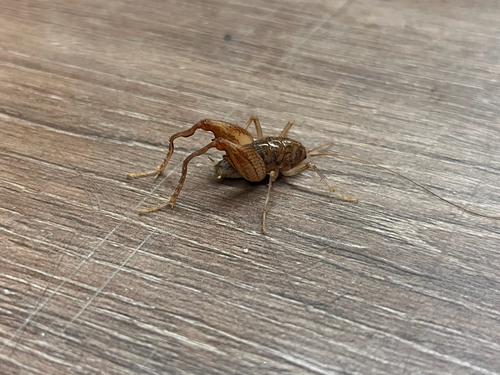 iNaturalist observation photo of Ceuthophilinae