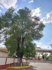 Fraxinus uhdei