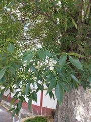 Fraxinus uhdei