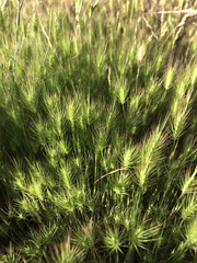 Hordeum marinum
