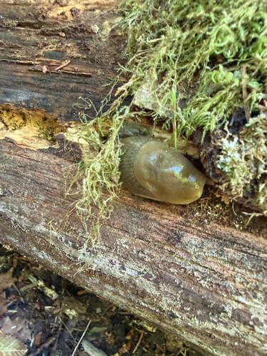Pacific Banana Slug