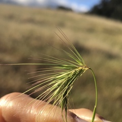 Hordeum marinum