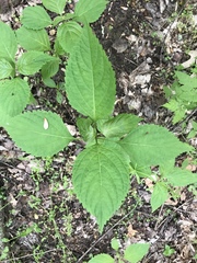 Collinsonia canadensis