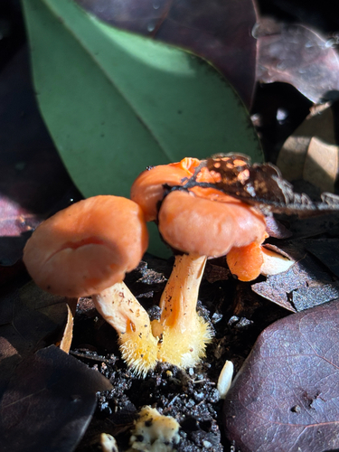 Flamingo Chanterelle