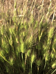 Hordeum marinum