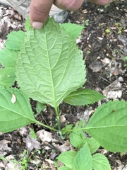 Collinsonia canadensis