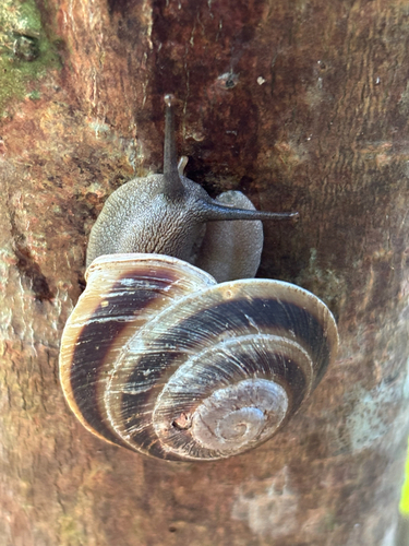 Banded Caracol