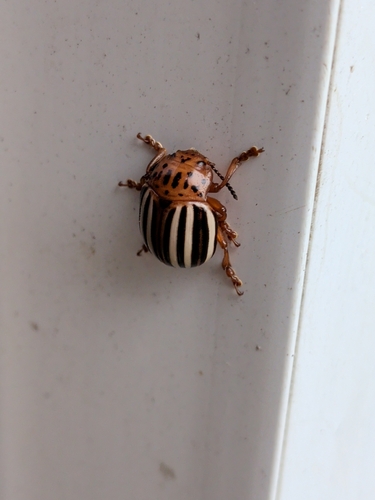 False Potato Beetle