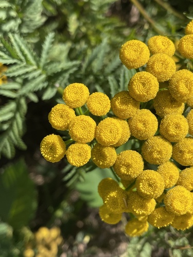 tansy