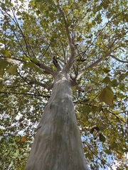 Platanus mexicana