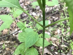 Collinsonia canadensis