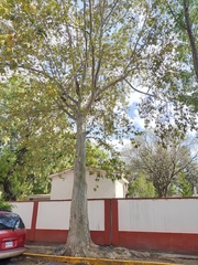Platanus mexicana