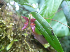 Pleurothallis deflexa