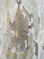 Platanus mexicana