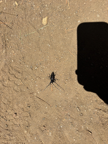 iNaturalist observation photo of White-spotted Sawyer