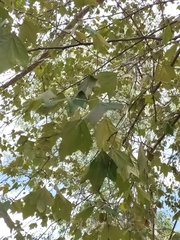 Platanus mexicana