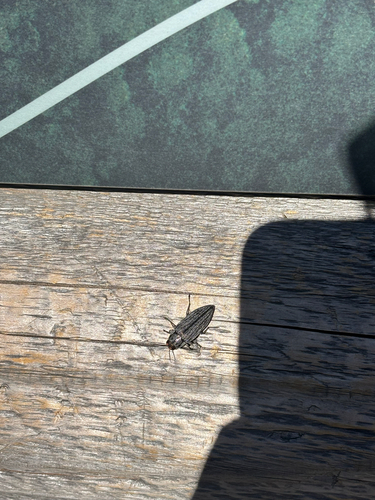iNaturalist observation photo of Pink-faced jewel beetle