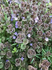 Glechoma hederacea