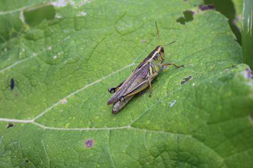 Two-striped Grasshopper