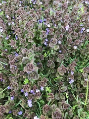 Glechoma hederacea
