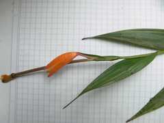 Sobralia crocea