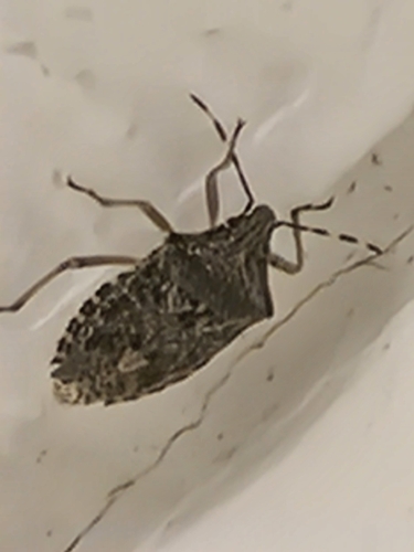 Mottled Stink Bug