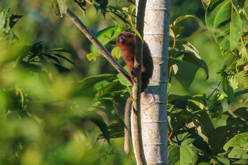 Coppery Titi