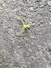 Gnathopalystes taiwanensis