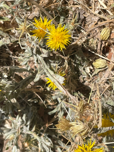 Centaurea solstitialis, photograph 6