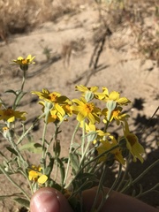 Eriophyllum ambiguum