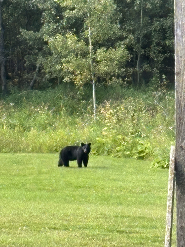American Black Bear