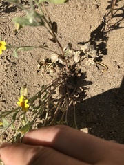 Eriophyllum ambiguum