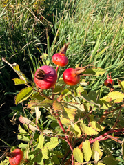 Rosa arkansana, photograph (c) Jane Weeden, some rights reserved (CC BY)