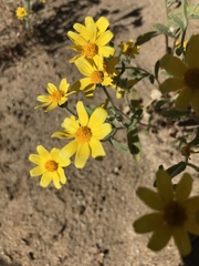 Eriophyllum ambiguum