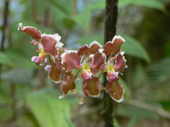 Cyrtochilum geniculatum