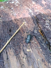 Iphthiminus serratus