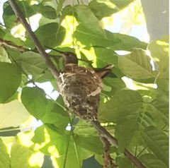 Trochilidae