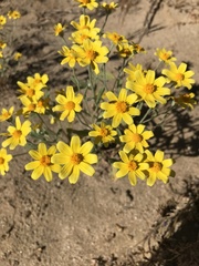 Eriophyllum ambiguum