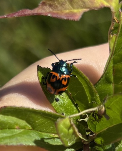 Swamp Milkweed Leaf Beetle